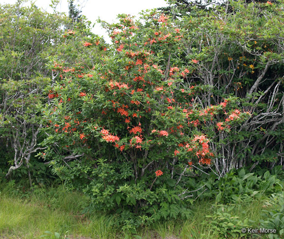 Image of flame azalea