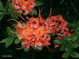 Image of flame azalea