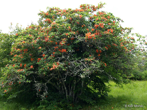 Image of flame azalea