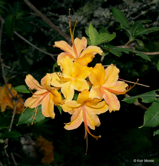 Image of flame azalea