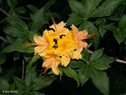 Image of flame azalea