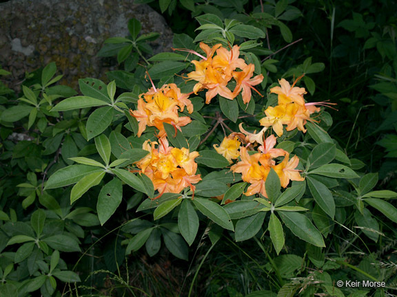 Image of flame azalea