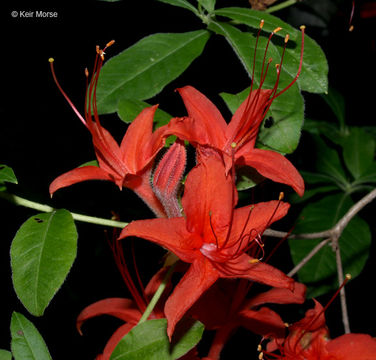 Image of Cumberland rhododendron