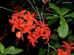 صورة Rhododendron cumberlandense E. L. Braun