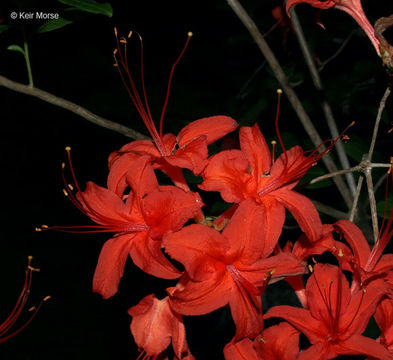 صورة Rhododendron cumberlandense E. L. Braun