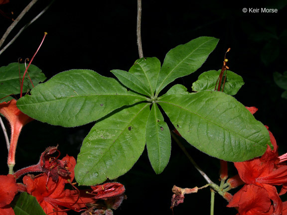 صورة Rhododendron cumberlandense E. L. Braun