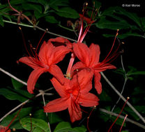 صورة Rhododendron cumberlandense E. L. Braun