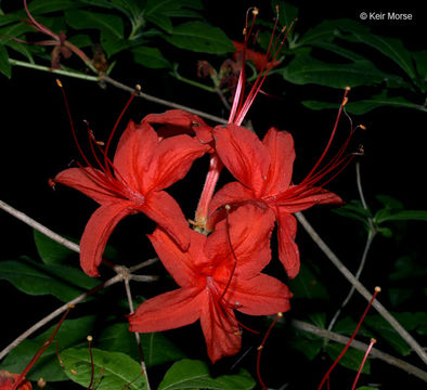 Image of Cumberland rhododendron