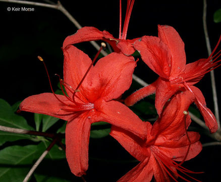 صورة Rhododendron cumberlandense E. L. Braun