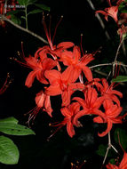 صورة Rhododendron cumberlandense E. L. Braun