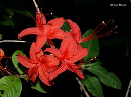 صورة Rhododendron cumberlandense E. L. Braun