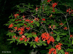 صورة Rhododendron cumberlandense E. L. Braun