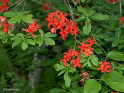 صورة Rhododendron cumberlandense E. L. Braun