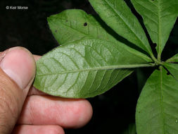 صورة Rhododendron cumberlandense E. L. Braun