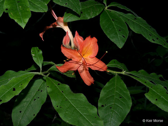 صورة Rhododendron cumberlandense E. L. Braun