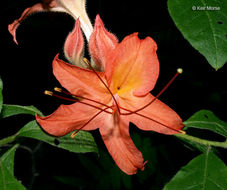 صورة Rhododendron cumberlandense E. L. Braun