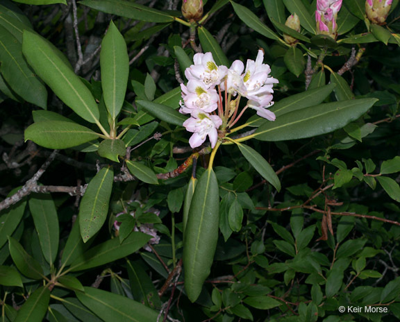 Image of great laurel