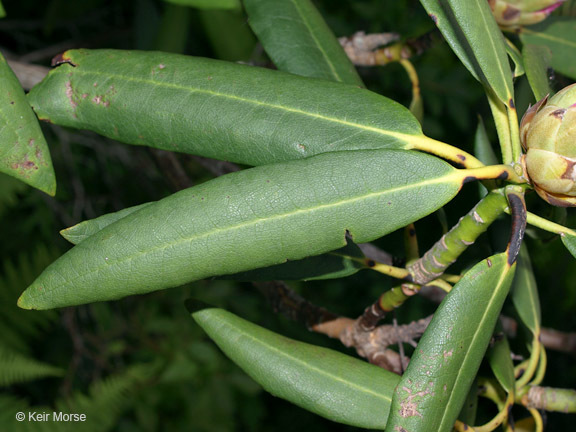 Image of great laurel