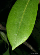 Image of great laurel