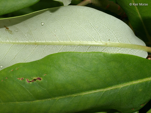 Image of great laurel