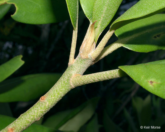 Image of great laurel