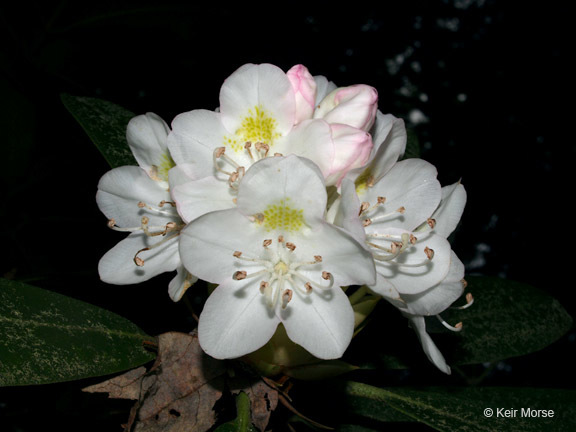 Image of great laurel