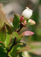 Image of lowbush blueberry
