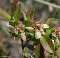 Image of lowbush blueberry