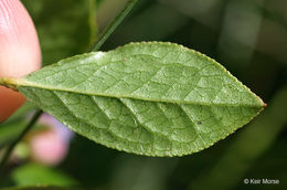 Image of lowbush blueberry