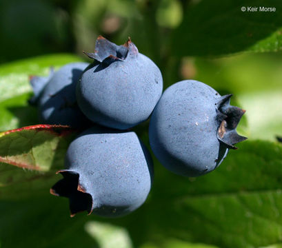 Image of lowbush blueberry