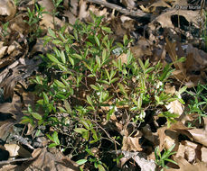 Image of lowbush blueberry