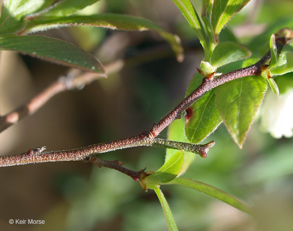 Image of lowbush blueberry