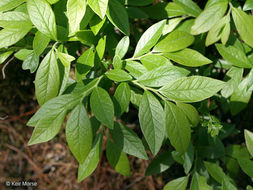 Image of velvetleaf huckleberry