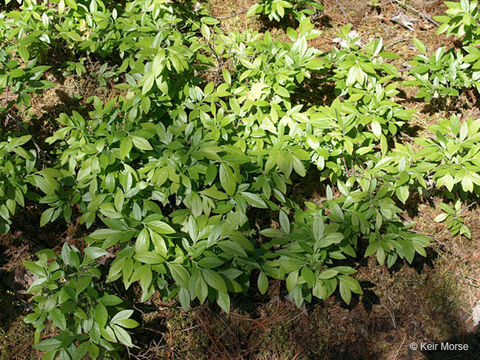 Image of velvetleaf huckleberry