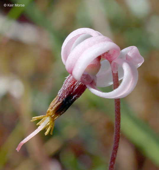 Image of Bog Cranberry