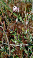 Image of Bog Cranberry