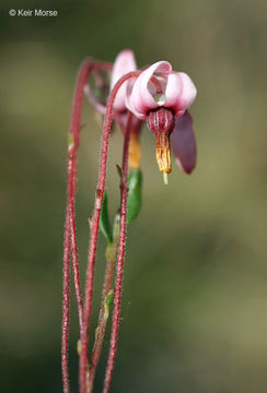 Image of Bog Cranberry