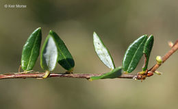 Image of Bog Cranberry