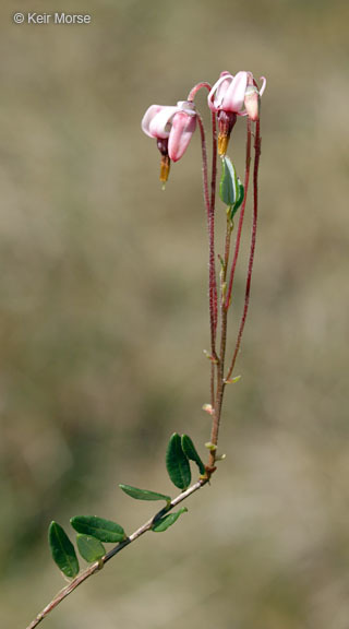 Image of Bog Cranberry