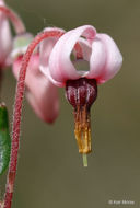 Image of Bog Cranberry