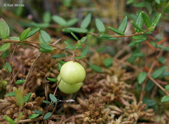 Image of Bog Cranberry