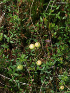 Image of Bog Cranberry