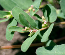 Image of ribseed sandmat