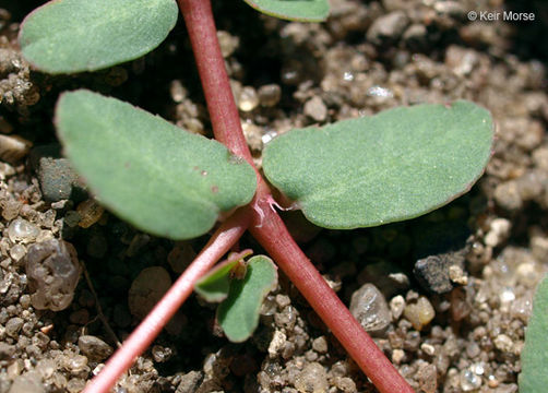 Image of ribseed sandmat