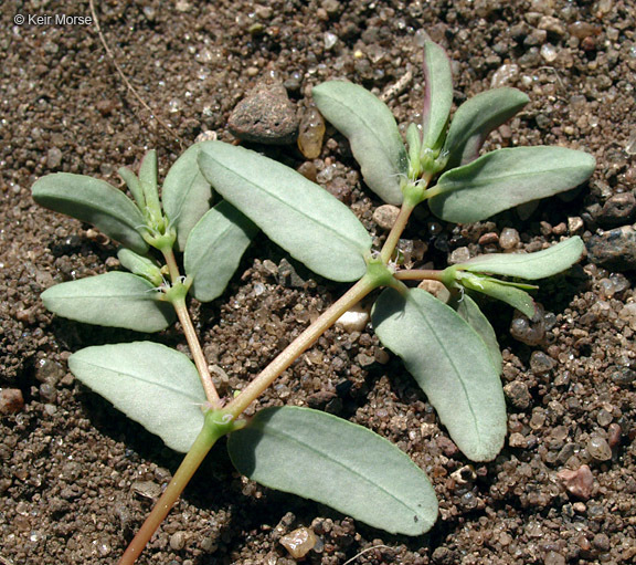 Image of ribseed sandmat