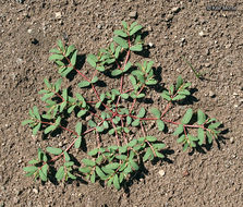 Image of ribseed sandmat