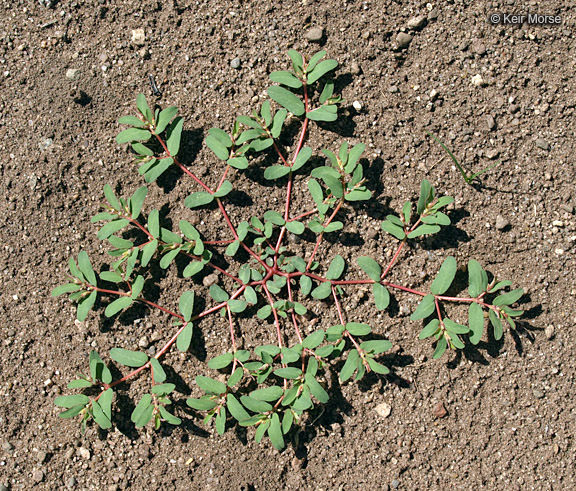 Image of ribseed sandmat