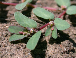 Image of ribseed sandmat