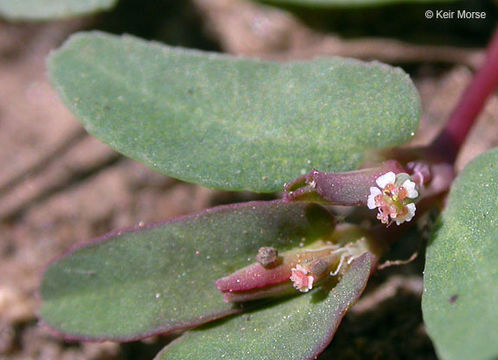 Image of ribseed sandmat