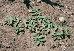 Image of ribseed sandmat